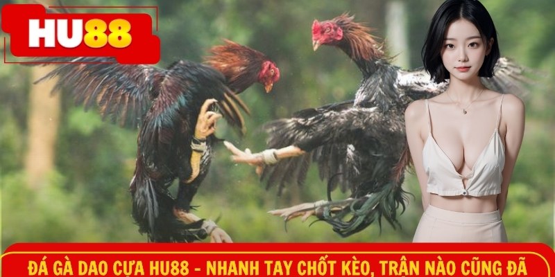 Đá gà dao HU88