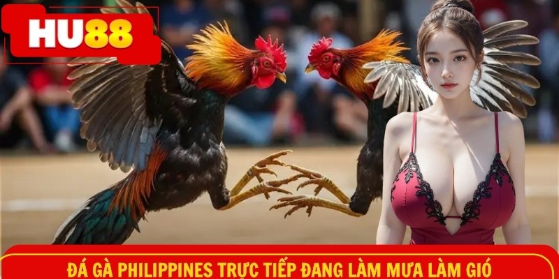 Đá gà philippines trực tiếp đang làm mưa làm gió
