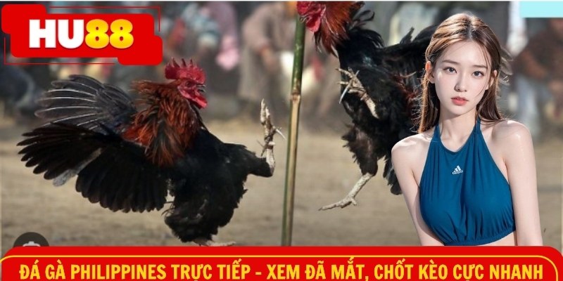Đá gà philippines trực tiếp