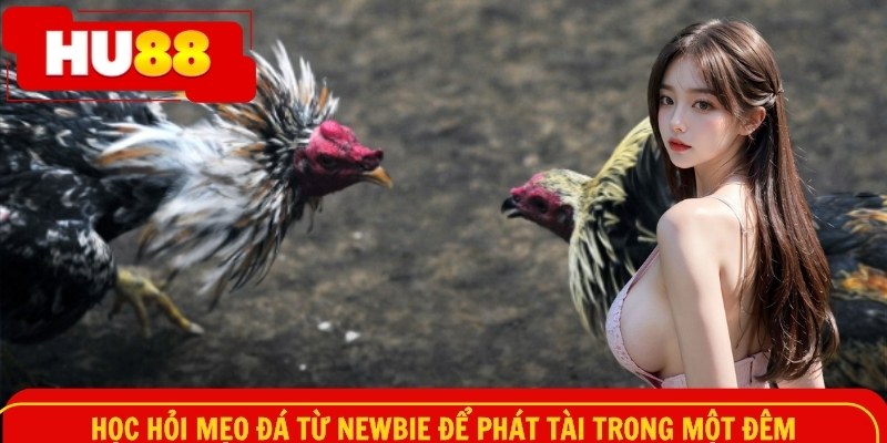 Học hỏi mẹo đá từ newbie để phát tài trong một đêm