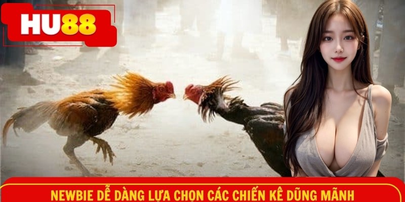 Newbie dễ dàng lựa chọn các chiến kê dũng mãnh