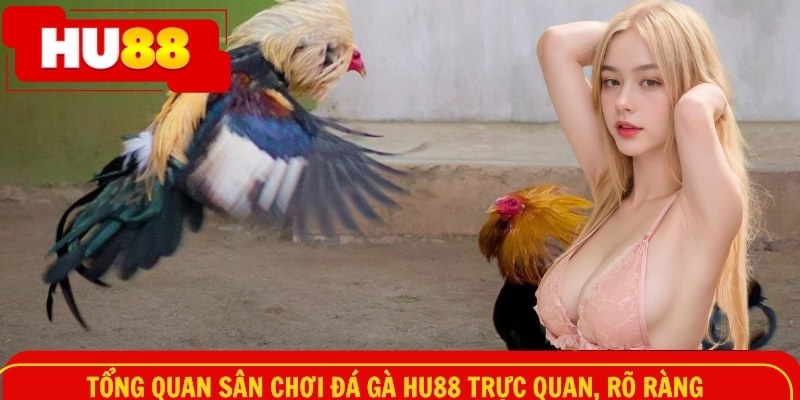 Tổng quan sân chơi đá gà HU88 trực quan, rõ ràng